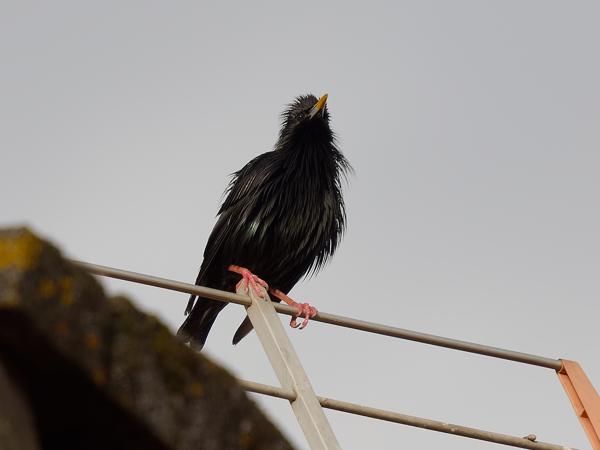 <h3><a href="/trips/extramadura/biota/animalia/chordata/aves/040 passeriformes/105 sturnidae/sturnus unicolor/sturnus unicolor-nl.html">Sturnus&nbsp;unicolor</a> / Spotless&nbsp;starling / Zwarte&nbsp;spreeuw</h3>OM-1 Mark II met OLYMPUS M.150-400mm F4.5, 1/2000 sec  bij F4.5, ISO 400, afstand 21.9&nbsp;m